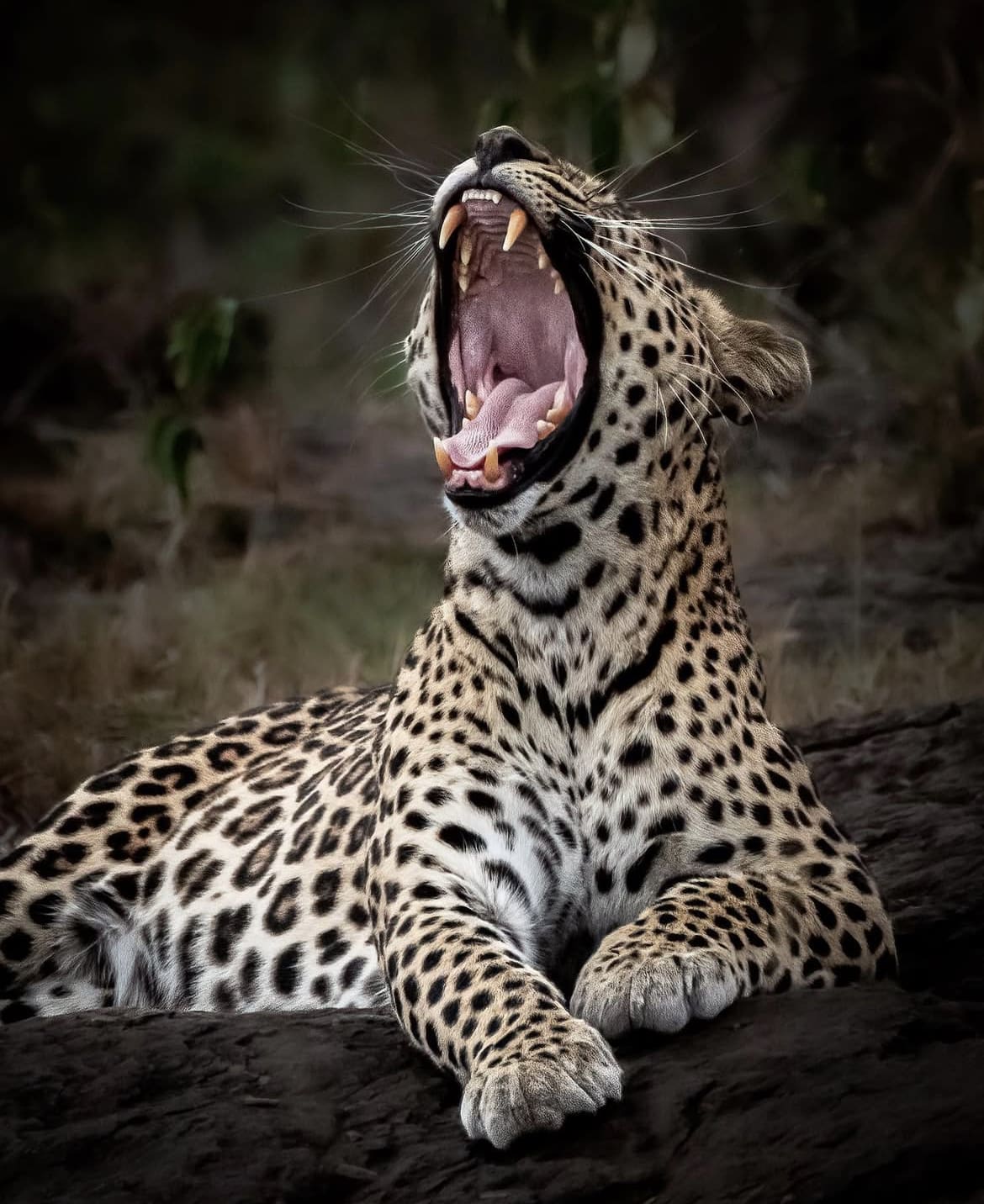 Leopard yawn