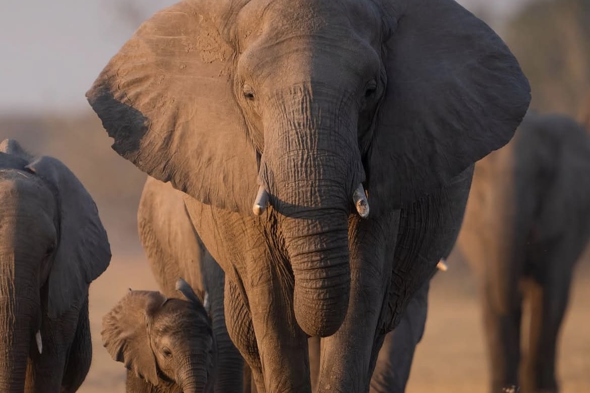 An elephant herd in Moremi National Park, Botswana