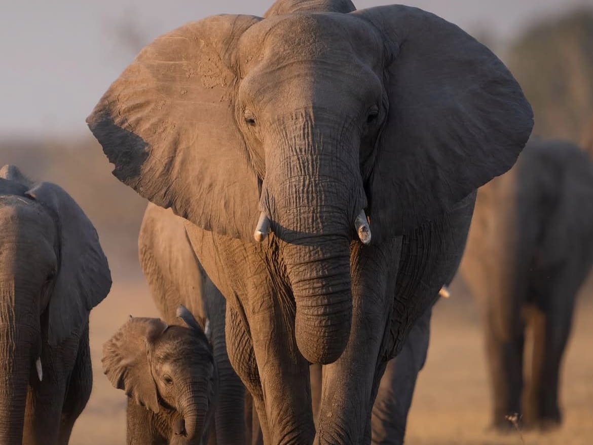 An elephant herd in Moremi National Park, Botswana