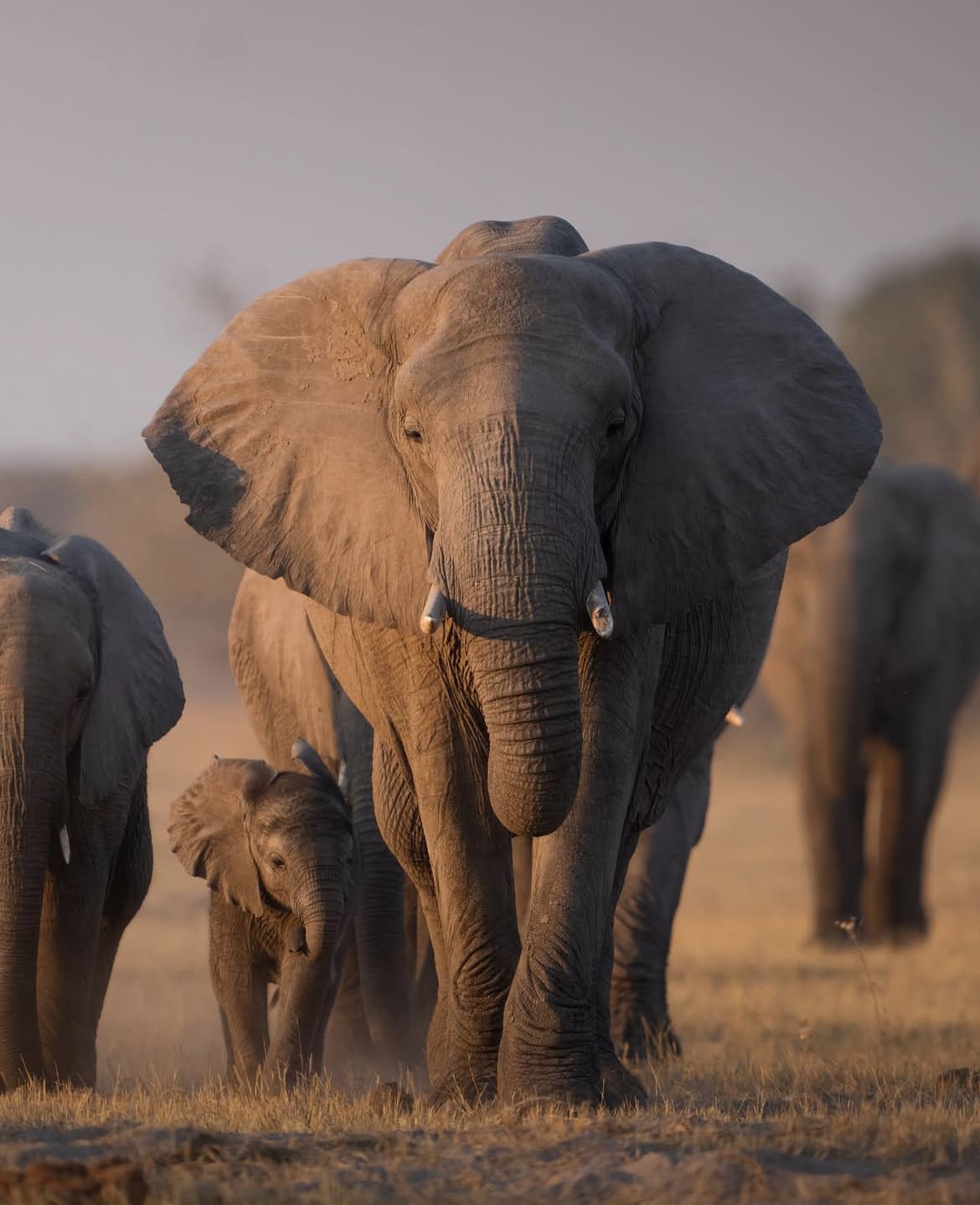 An elephant herd in Moremi National Park, Botswana