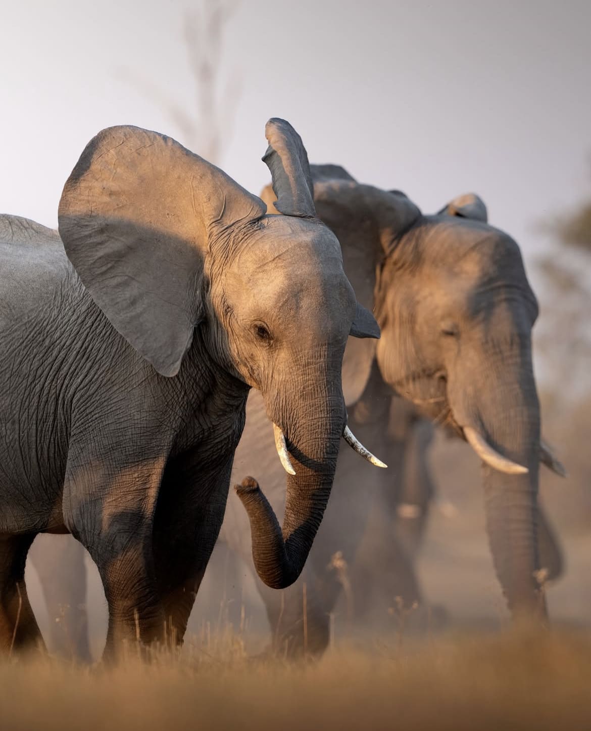 An elephant herd in Moremi National Park, Botswana