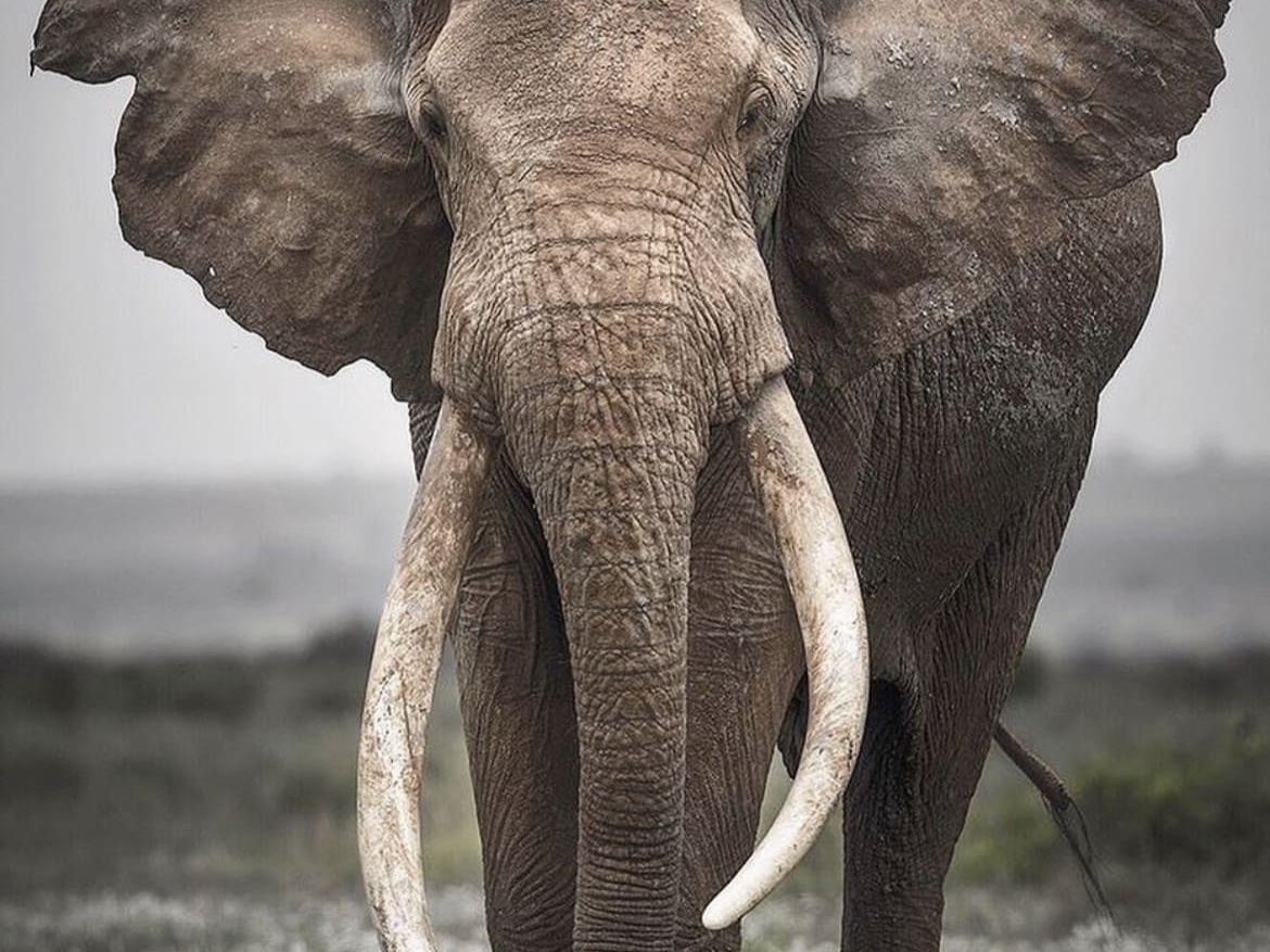 Craig, a legendary African bull elephant