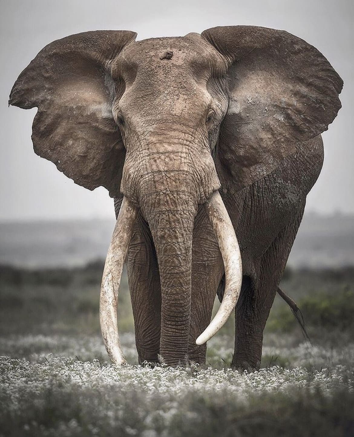 Craig, a legendary African bull elephant