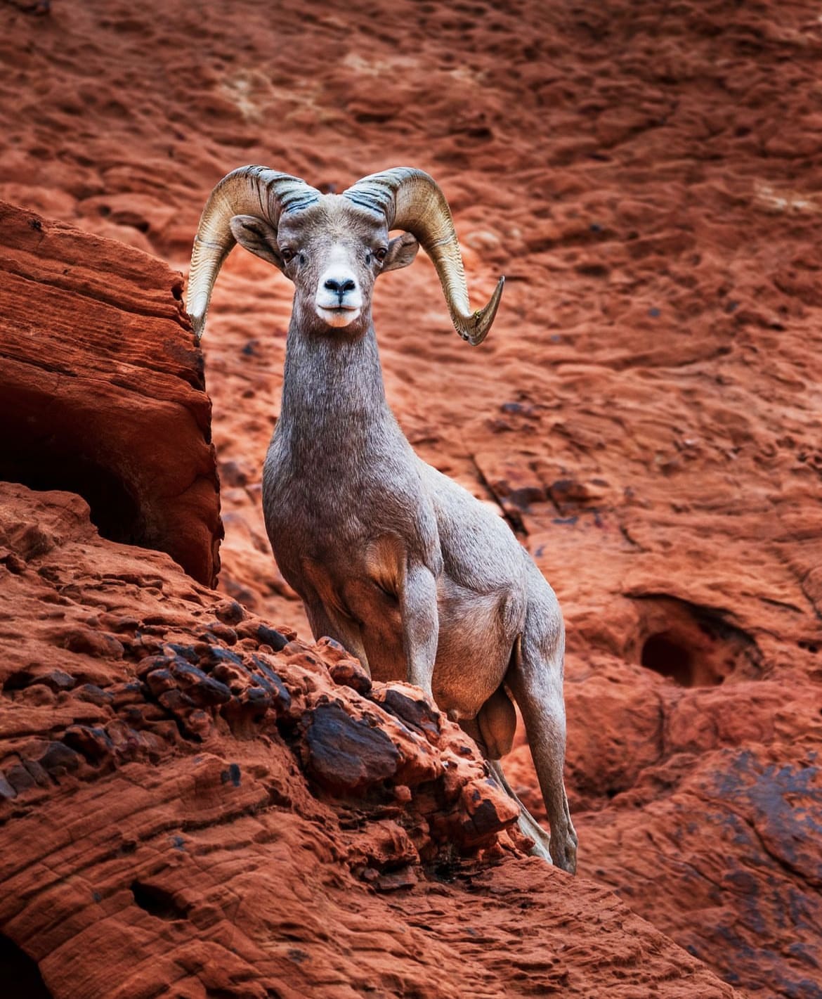 Bighorn Sheep