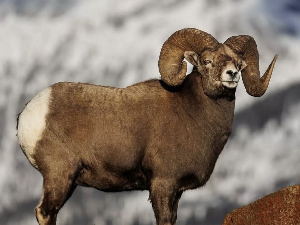 Sierra Nevada Bighorn Sheep