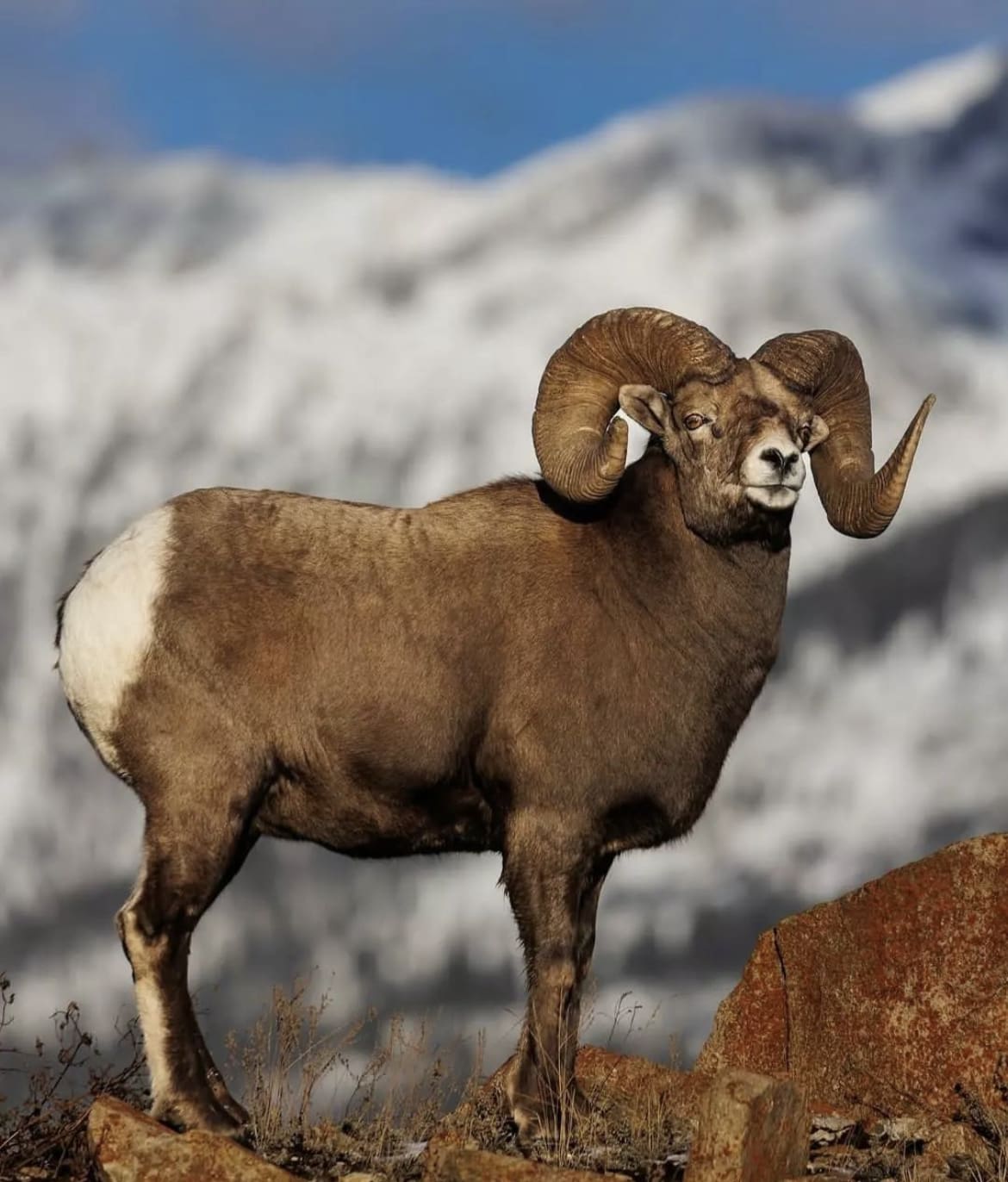 Sierra Nevada Bighorn Sheep