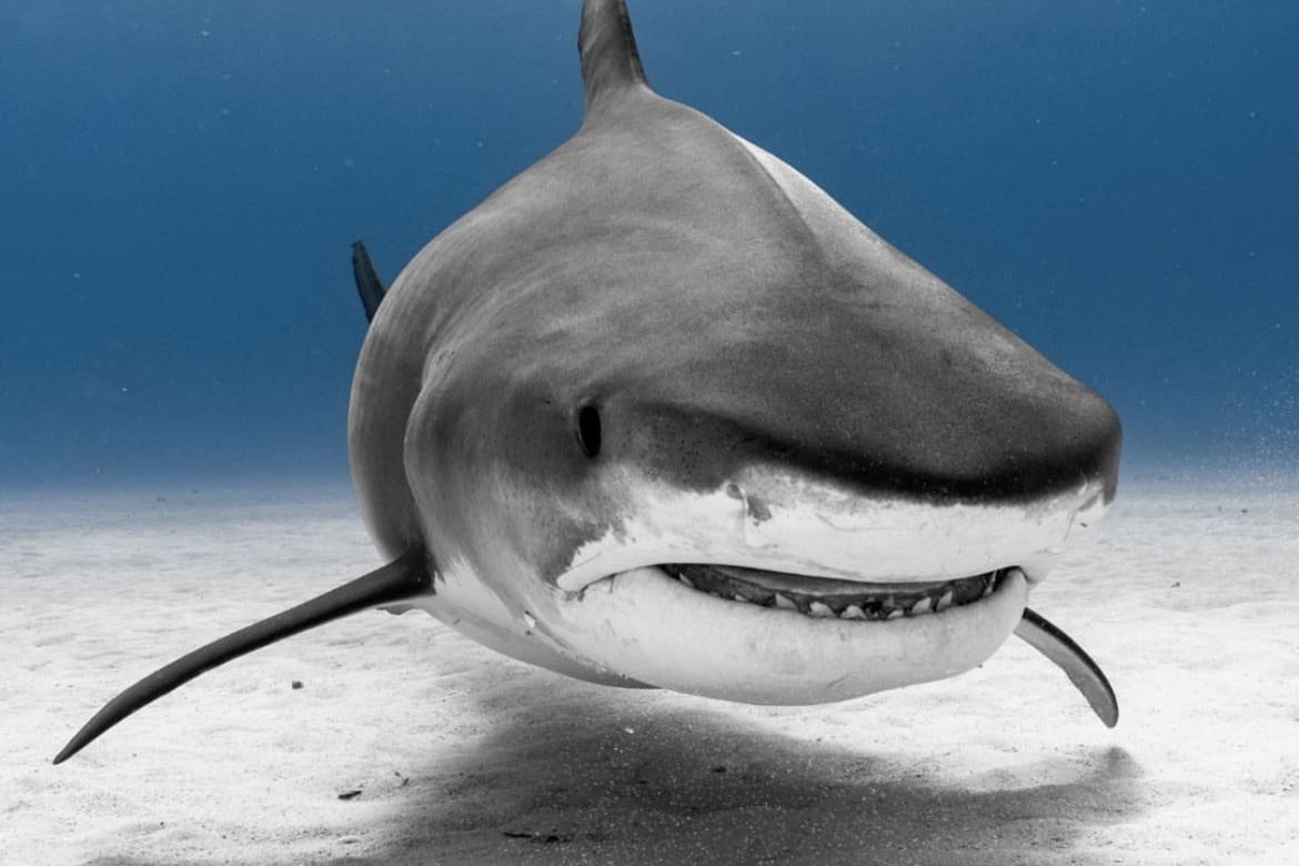 Bull Shark