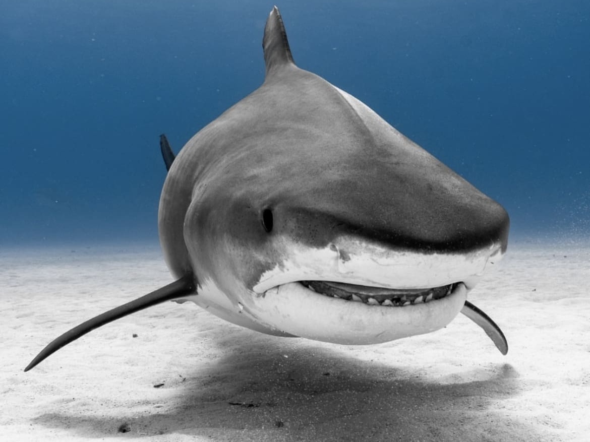 Bull Shark