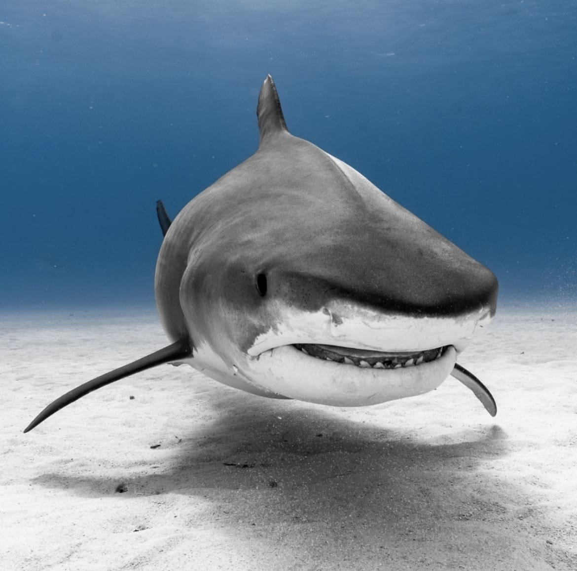 Bull Shark