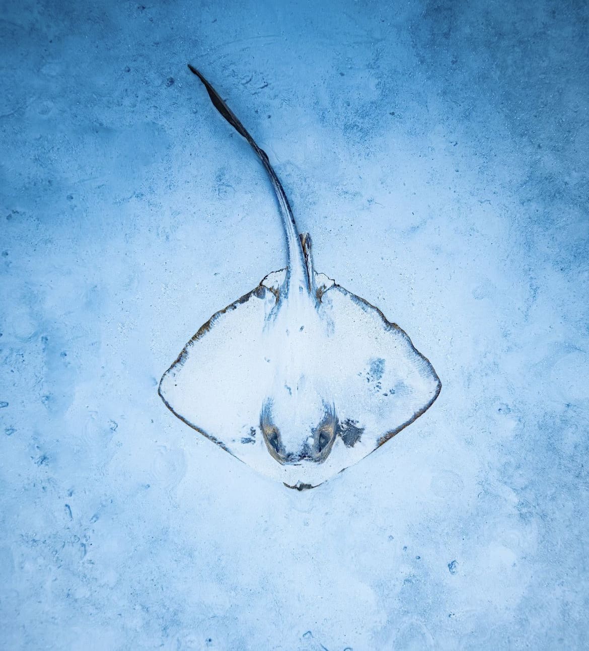 Cow tail stingray