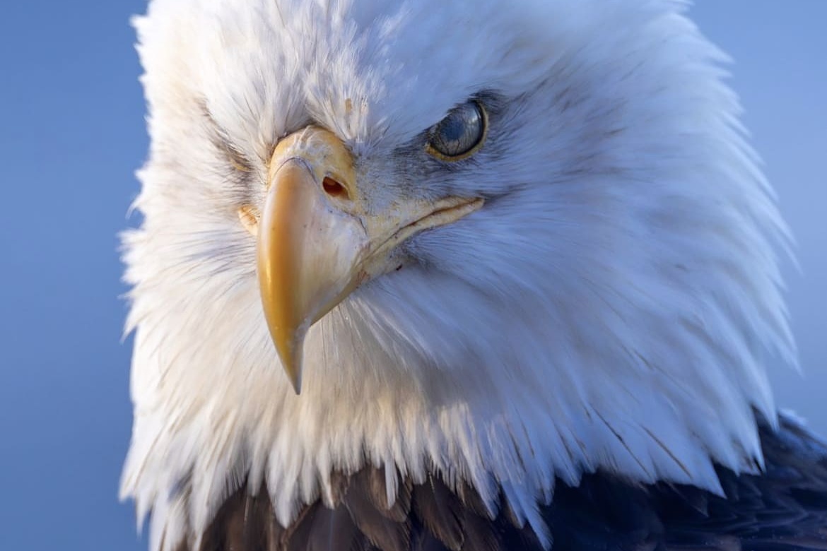 The Bald Eagle has been named the national bird of America