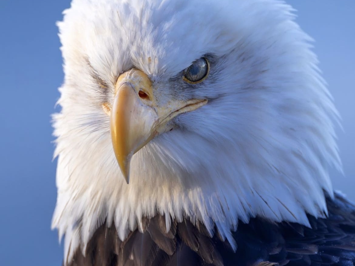 The Bald Eagle has been named the national bird of America