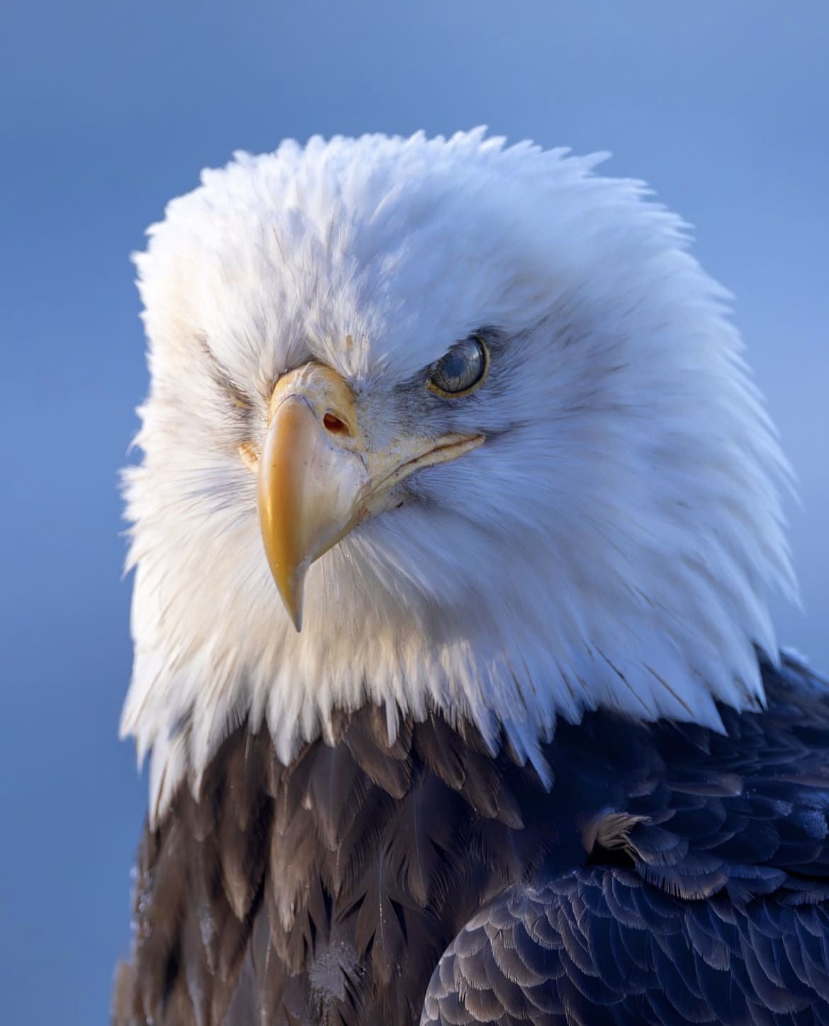 The Bald Eagle has been named the national bird of America