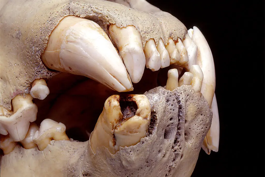 A Tsavo man-eating lion skull