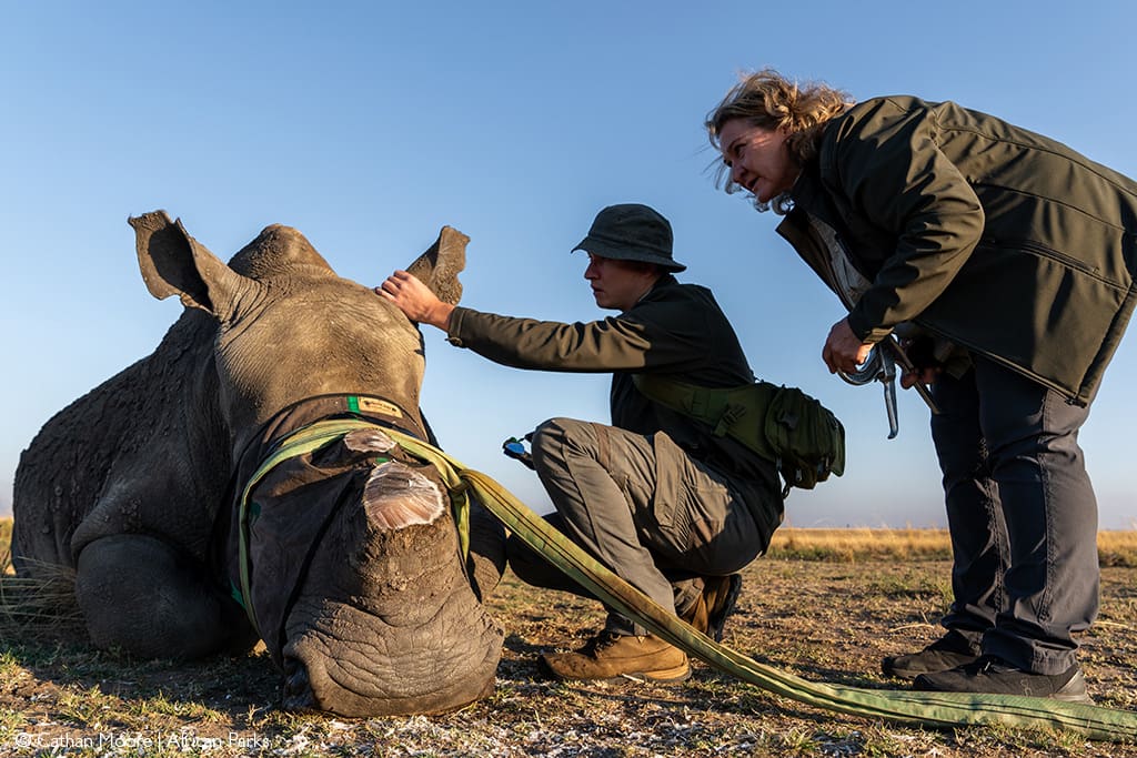 Günter Nowak and GKEPF CEO Sharon Haussmann inspect the ear of a tranquillised rhino prior to attaching a tracking device