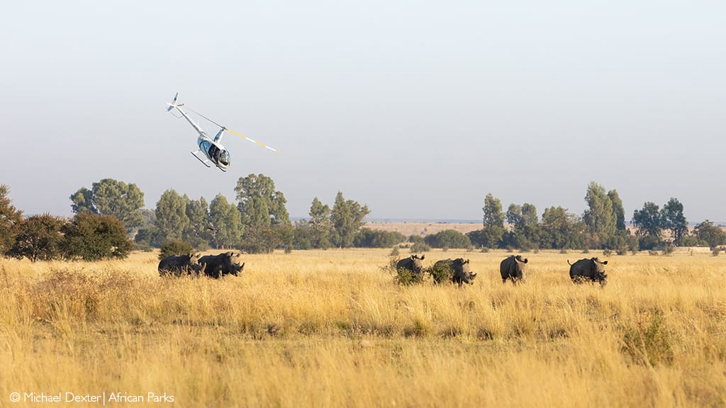 Rhinos are darted with tranquilliser from a helicopter