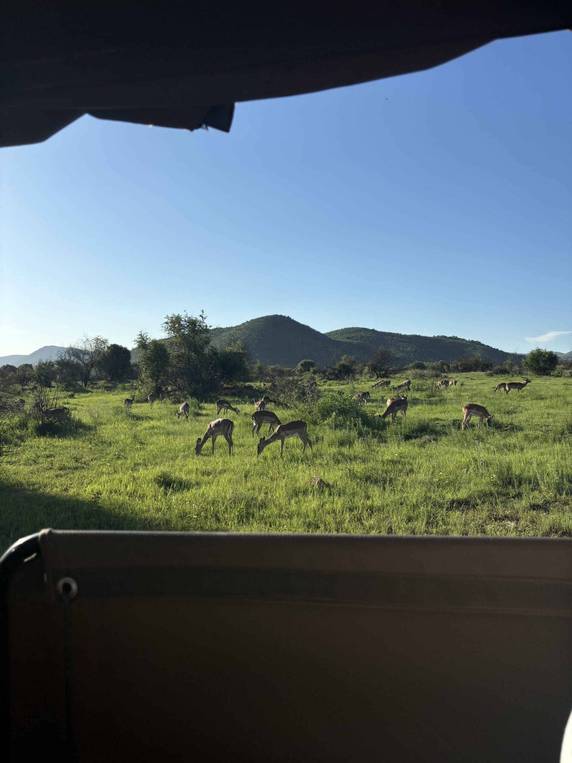 Impala, Pilanesberg