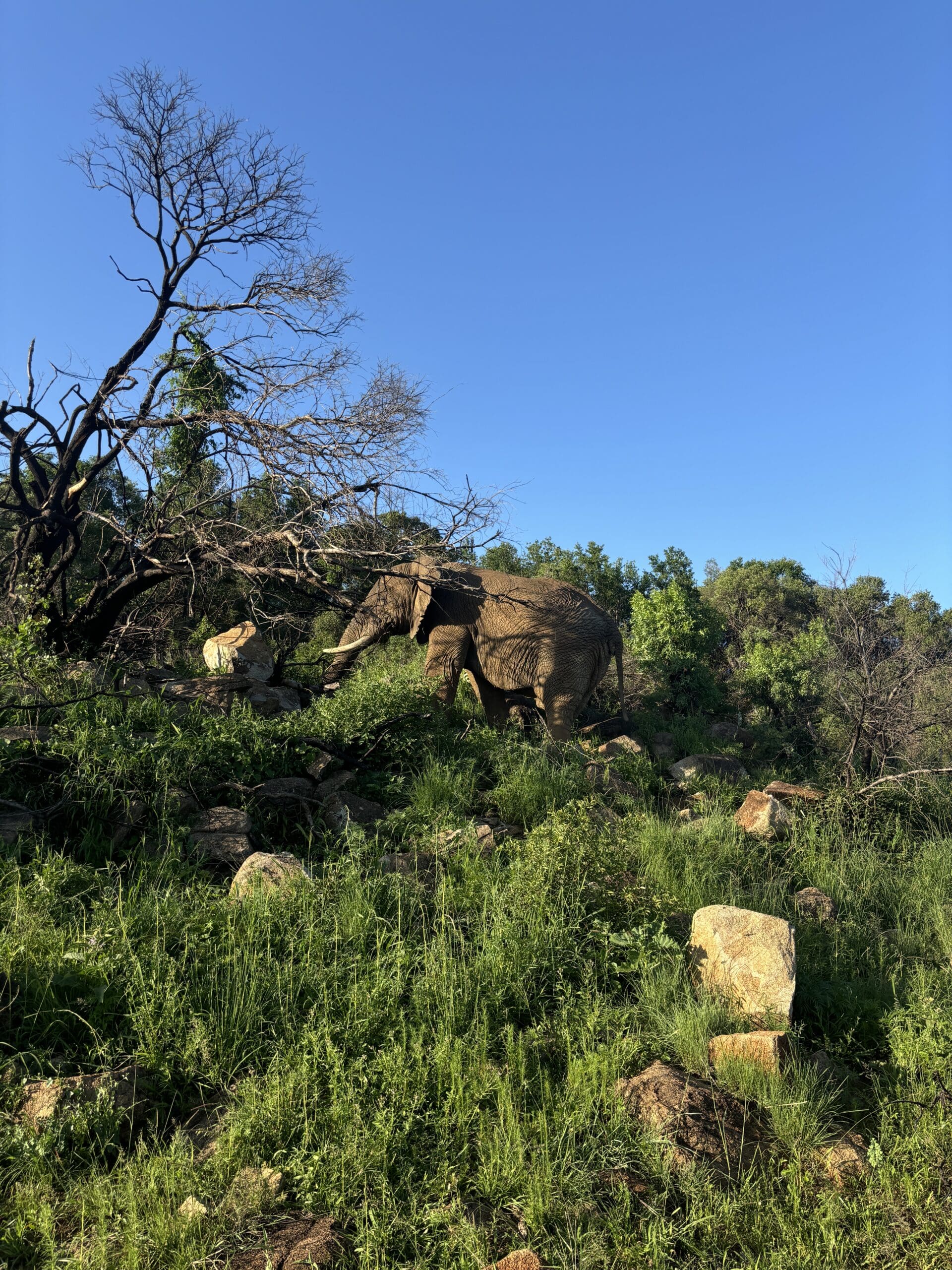 Elephant, Pilanesberg