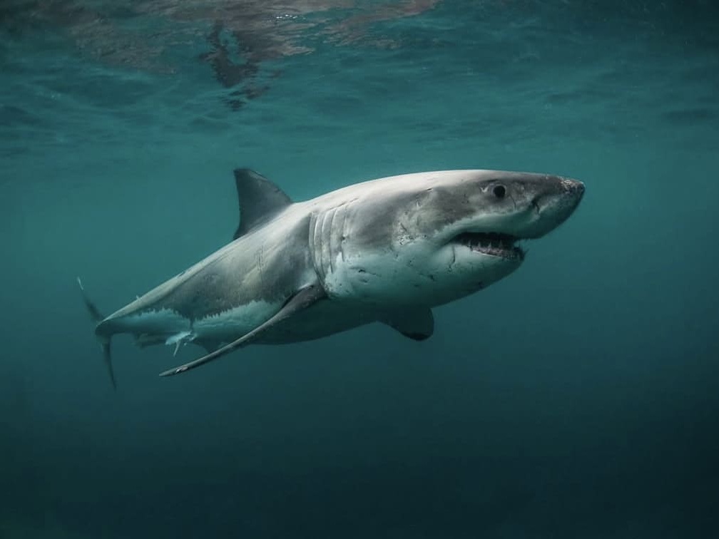 Innovative Tech Aims to Prevent Shark Attacks in South Africa