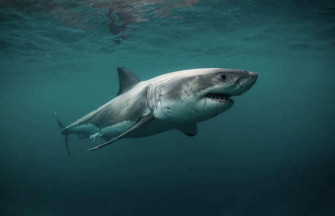 Innovative Tech Aims to Prevent Shark Attacks in South Africa