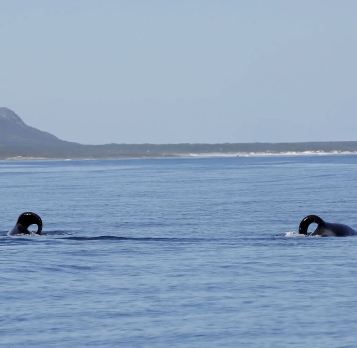 Port and Starboard Orcas