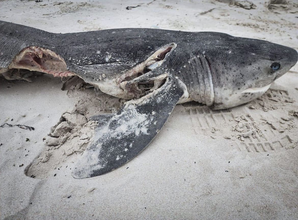 Port and Starboard killed more than 17 sharks in Gansbaai