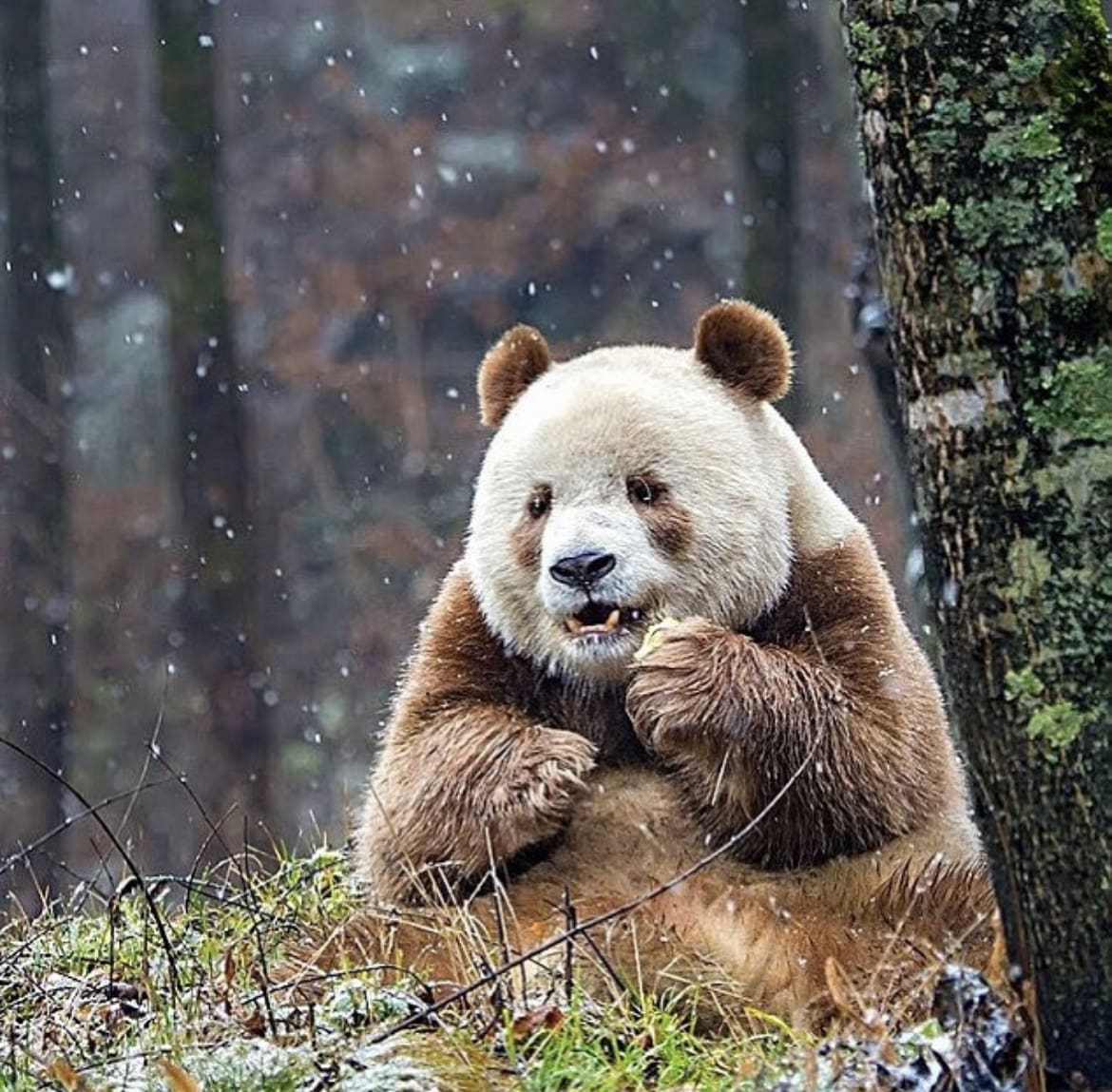 Qizai, The Brown Panda