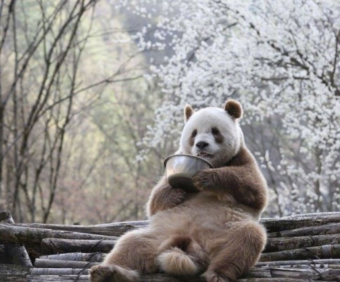 The world's only Brown Panda