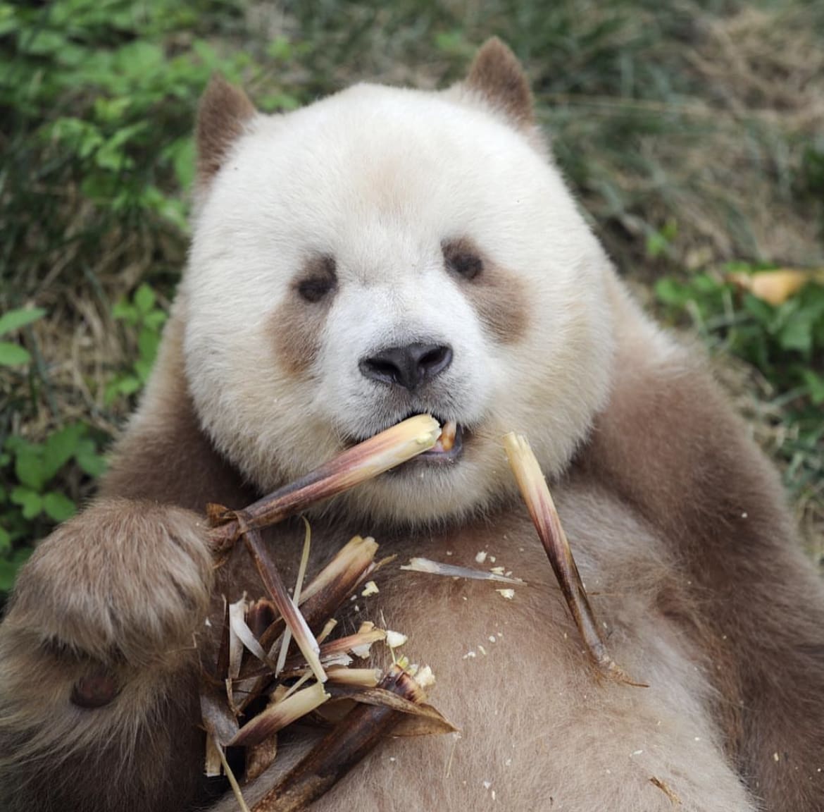 Qizai in the forest of China