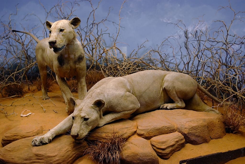 The Tsavo lions at Chicago’s Field Museum