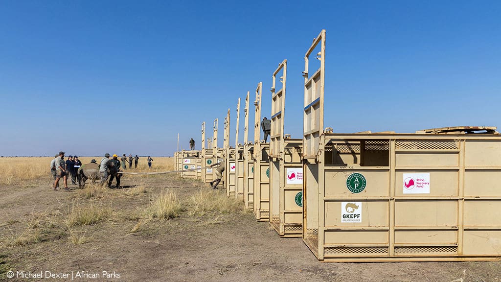 A rhino is led towards transportation crates