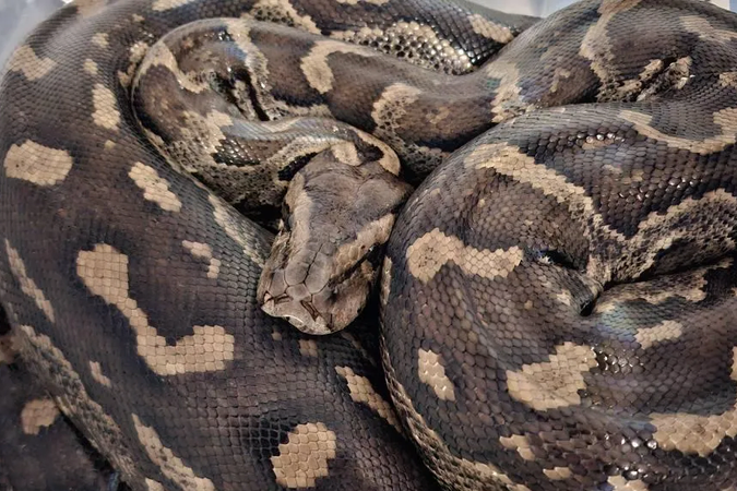 Nick Evans retrieved a massive Southern-African python from a property in KwaZulu-Natal