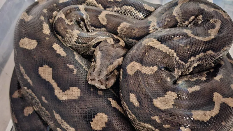 Nick Evans retrieved a massive Southern-African python from a property in KwaZulu-Natal