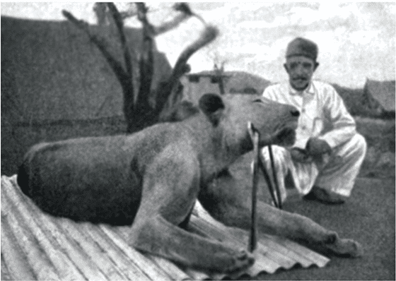 The second Tsavo lion