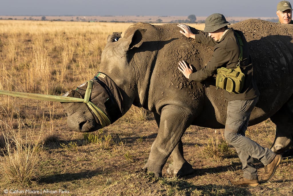 Vet guiding a sedated rhino to a translocation crate