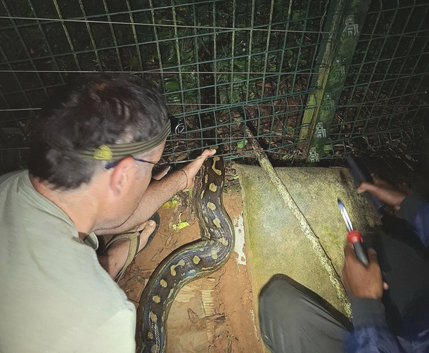 Southern African Rock Python rescued from Electric Fence