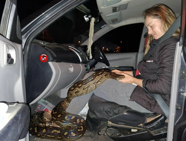 Southern African Rock Python rescued from Electric Fence