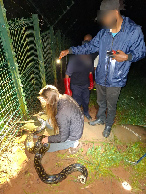 Southern African Rock Python rescued from Electric Fence