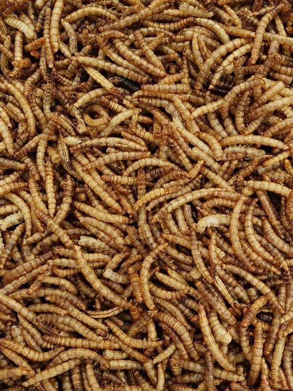 Mealworms are capable of digesting plastic